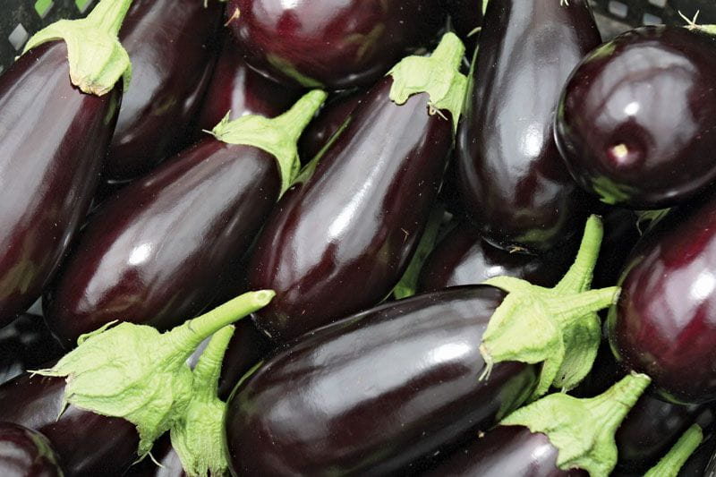 eggplant | plant | Britannica