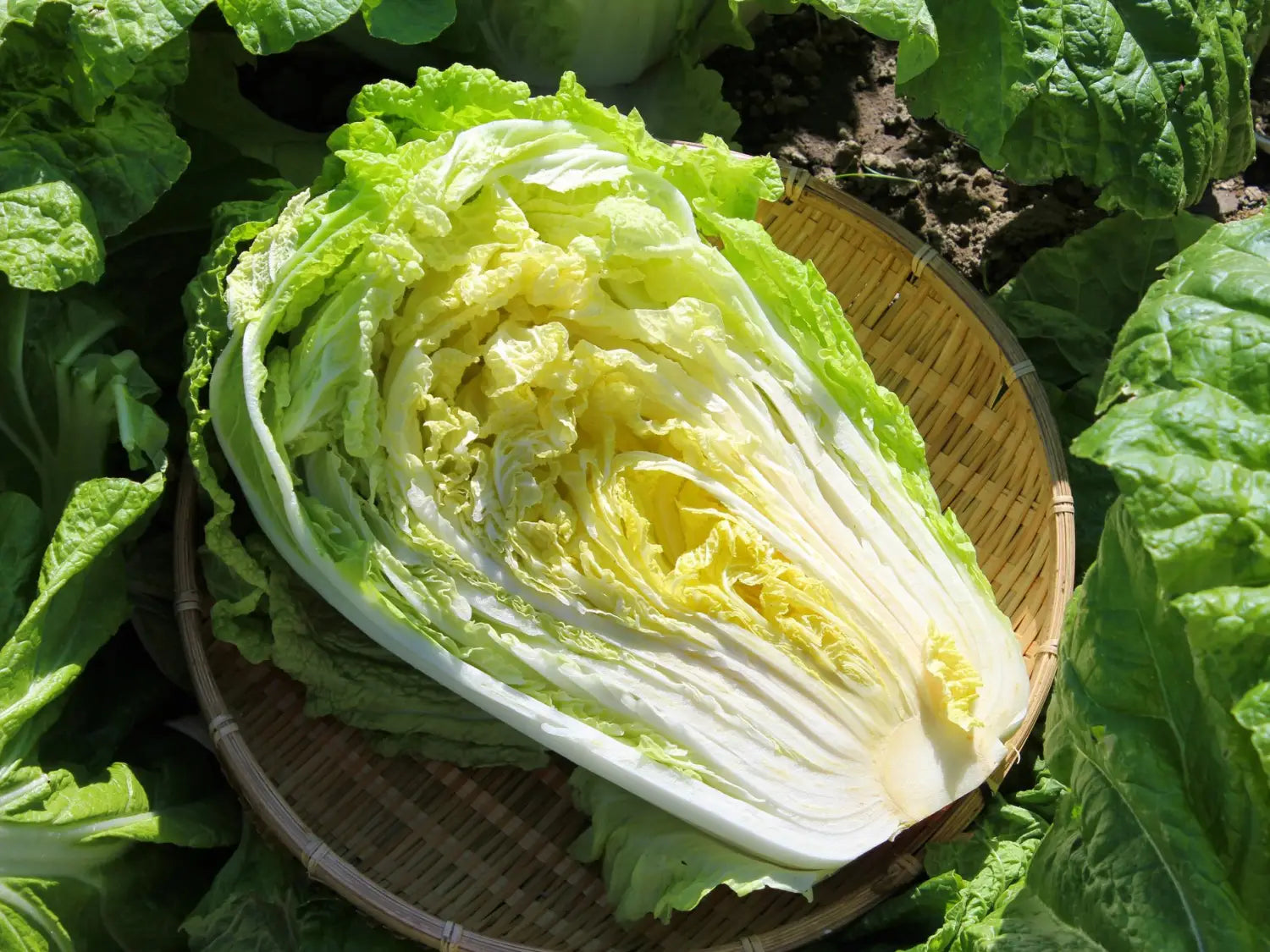 How to Cook and Eat Chinese Cabbage