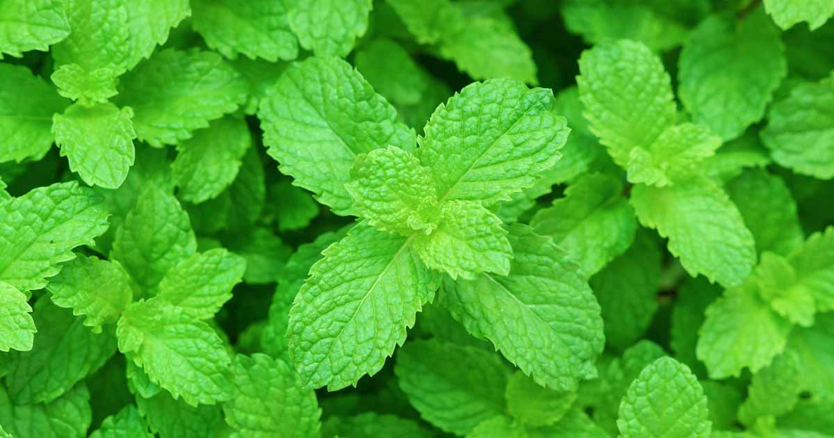 How to Grow and Care for Peppermint Plants | Gardener's Path
