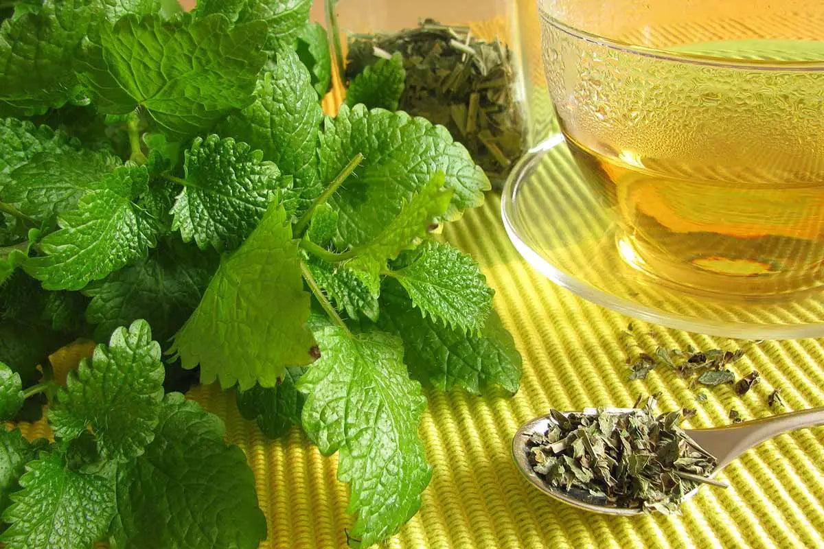The Benefits of Lemon Balm Tea and How to Make the Perfect Infusion