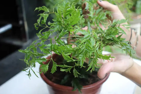 How Do You Care For Ming Aralia?- Essential Tips for Keeping Your Plant Healthy