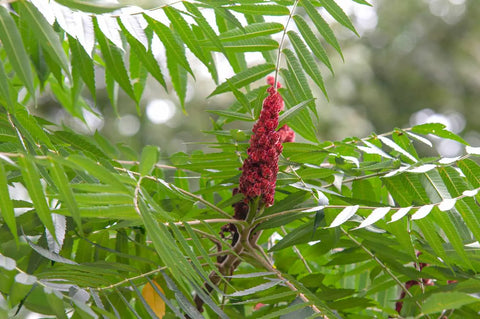 How Do You Grow Smooth Sumac Tree From Seed?