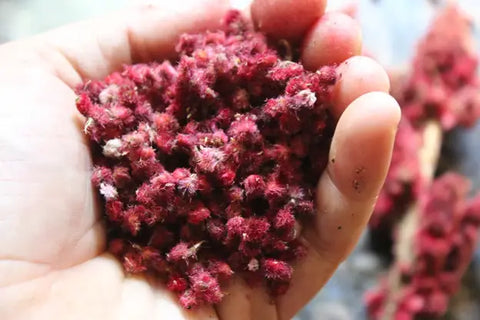 How Do You Grow Smooth Sumac Tree From Seed?