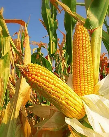 How Do You Grow Yellow Dent Corn? - Step-By-Step Guideline