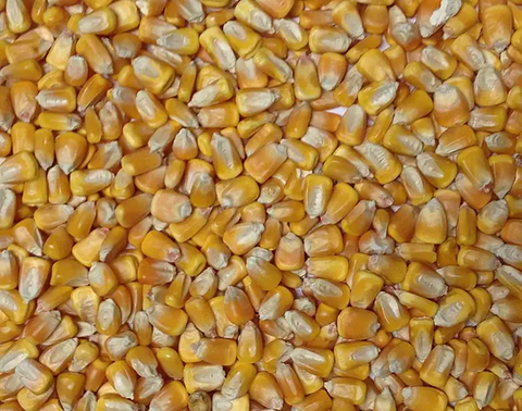 How Do You Grow Yellow Dent Corn? - Step-By-Step Guideline