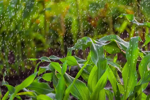 How Do You Grow Yellow Dent Corn? - Step-By-Step Guideline