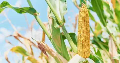 How Do You Grow Yellow Dent Corn? - Step-By-Step Guideline