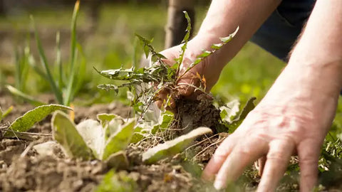 How Do You Grow Yellow Dent Corn? - Step-By-Step Guideline