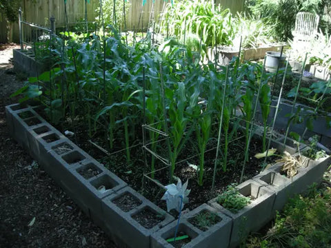 How Do You Grow Yellow Dent Corn? - Step-By-Step Guideline
