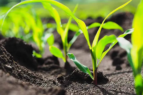 How Do You Grow Yellow Dent Corn? - Step-By-Step Guideline