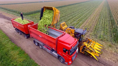 How Do You Grow Yellow Dent Corn? - Step-By-Step Guideline