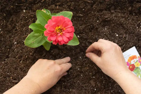 A Detailed Guide On How To Plant Zinnia Seeds