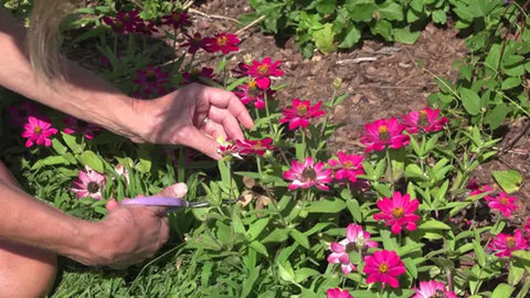 A Detailed Guide On How To Plant Zinnia Seeds