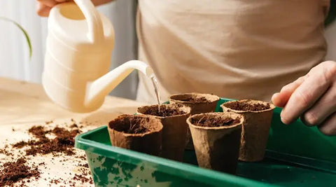 How to Start Seeds: A Guide to Growing Plants From Seeds