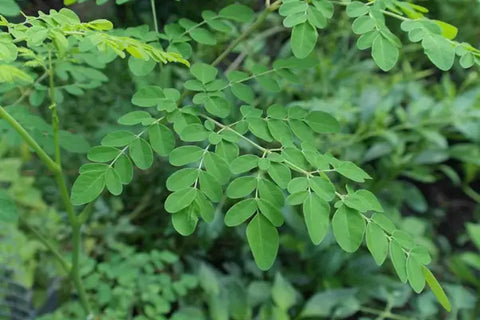 How to grow moringa seeds - A Comprehensive Guide