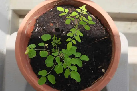 How to grow moringa seeds - A Comprehensive Guide