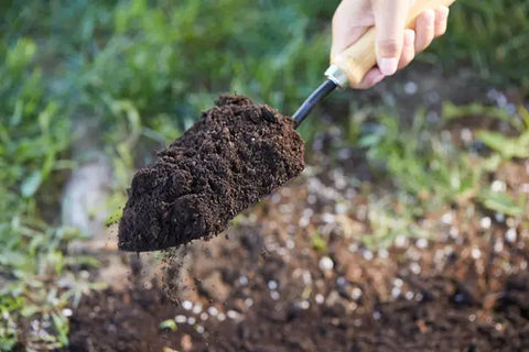 How to plant a horse chestnut tree from seed - A Beginner's Guide