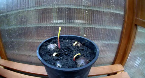 How to plant a horse chestnut tree from seed - A Beginner's Guide