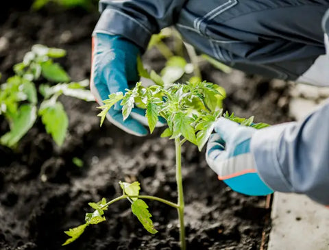 How to plant a horse chestnut tree from seed - A Beginner's Guide