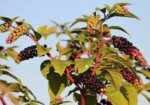 How to process pokeweed