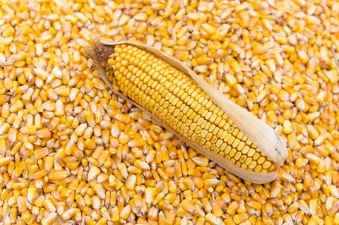 Is maize and corn the same thing? - A Comprehensive Comparison