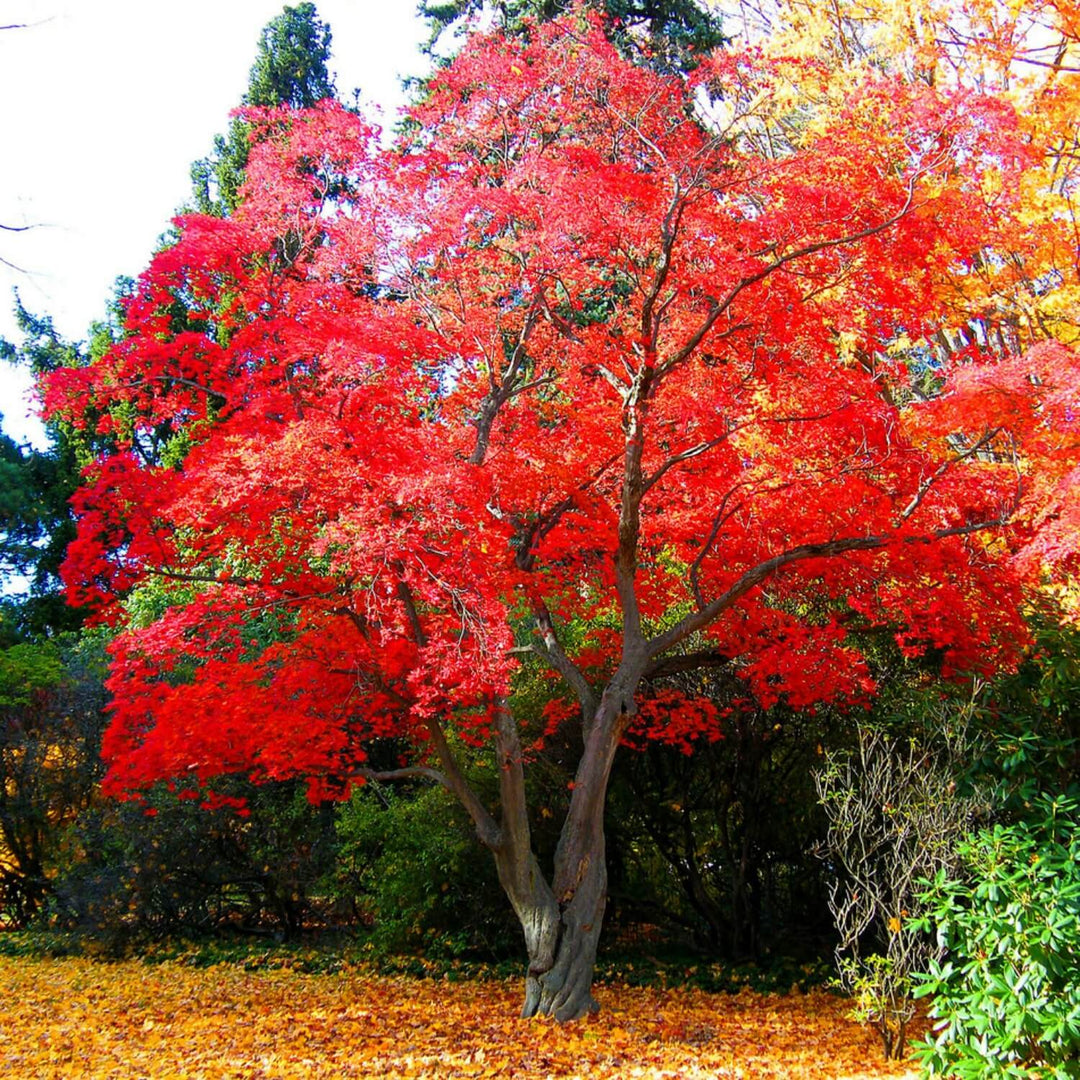 Red Maple Tree Seeds, Acer rubrum American Maple Seeds, 2 Packs x 100