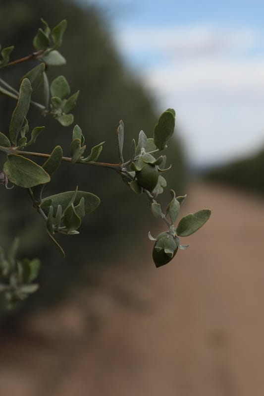 A seed emerges from an organic jojoba shrub in the Sonoran Desert.