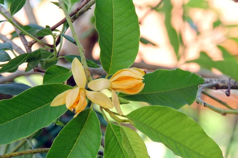FULL GUIDE ON HOW TO GROW MICHELIA CHAMPACA FROM SEEDS