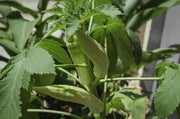 4 pack x 150 Long Green Okra Seeds: planting okra Clemson & Bhindi