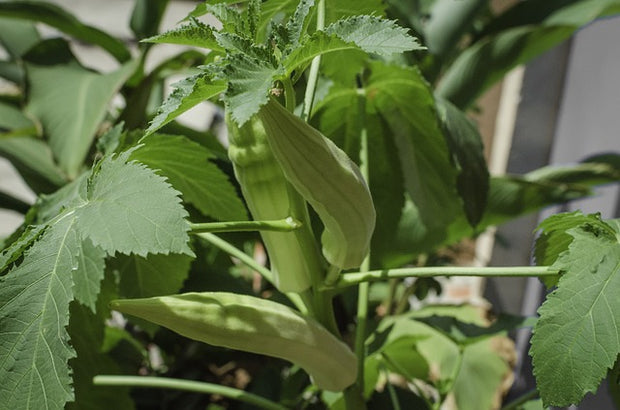 4 pack x 150 Long Green Okra Seeds: planting okra Clemson & Bhindi