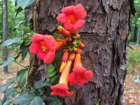Orange Trumpet Creeper Vine - Benefits for Your Health and Garden