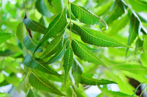 NEEM LEAF POWDER USES FOR HAIR AND SKIN & BEST HOME RECIPES