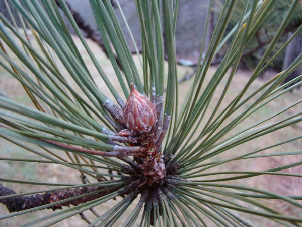 Pine Needle Appearance