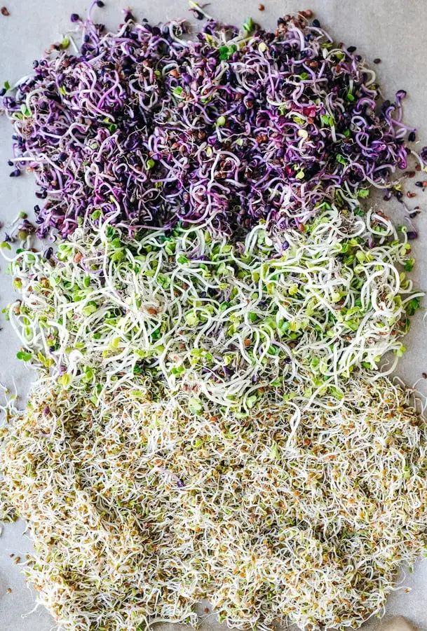 A variety of sprouted seeds ranging in color from pale to vibrantly purple.
