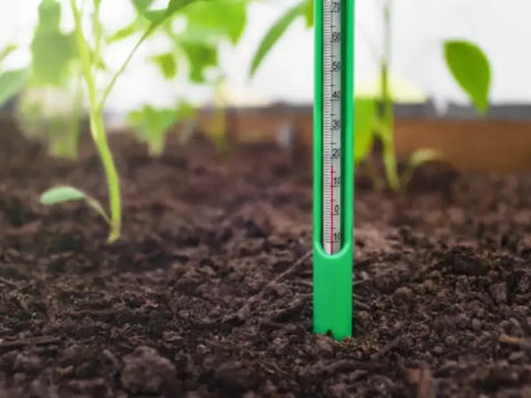 seeds not germinating? Try These Fixes