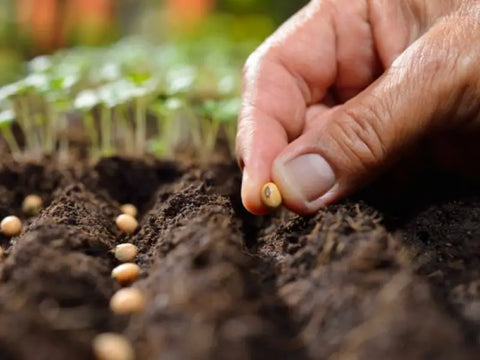 seeds not germinating? Try These Fixes