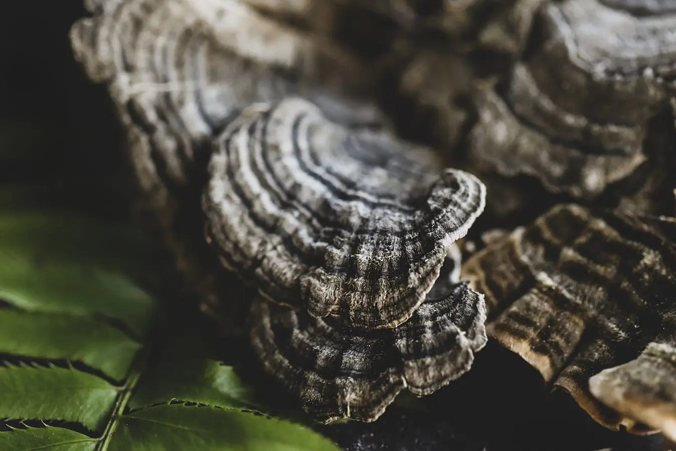 Turkey mushroom close up