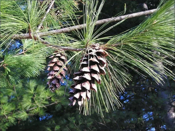 What Is White Pine Needle Good For & How To Use It Safely?