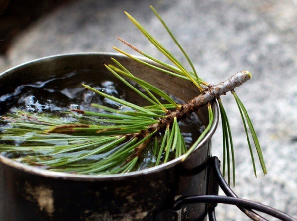 What Is White Pine Needle Good For