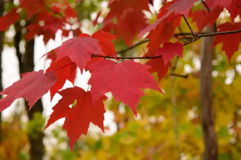 What Is Autumn Red Maple Used For? - Explore Its Diverse Applications