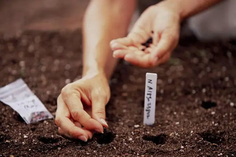 What is the difference between sowing seeds and planting seeds?