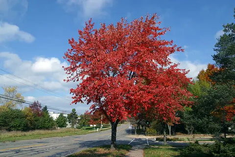 When Do You Plant Sugar Maples & Red Maples