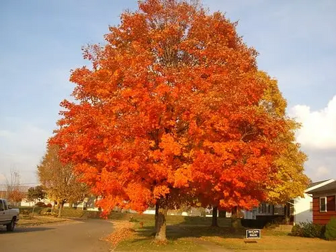 When Do You Plant Sugar Maples & Red Maples