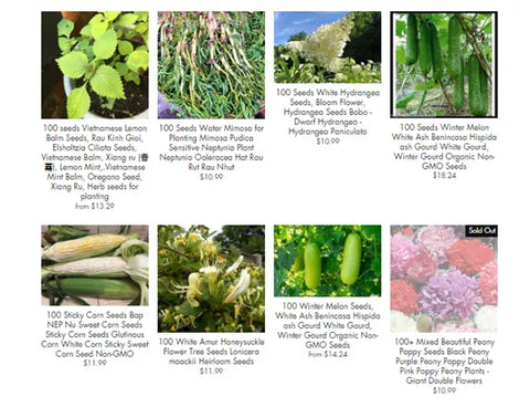 How to grow moringa seeds - A Comprehensive Guide
