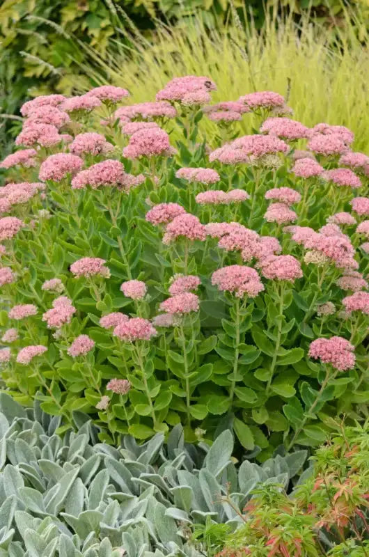 1000 Seeds Autumn Joy Sedum Seeds Stonecrop Seeds for Planting Hylotelephium telephium Orpine Seeds Orphan John Witch's Moneybags Seeds