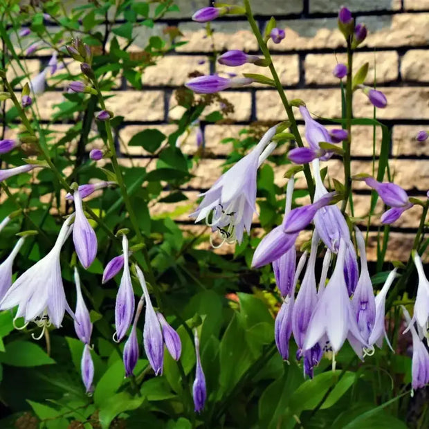 30 Seeds - Siebold's Plantain Lily Seeds | Hosta sieboldiana Siebold's Funkia / Japanese Hosta Seeds | August Lily or Giboshi Elegans Plantain Lily Seeds | Ideal for Home Vegetable Gardens - The Rike The Rike