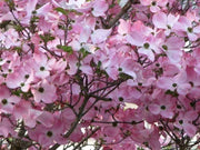 20 Seeds Pink Dogwood Tree Seeds for Planting Cornus Capitata Angustata Kousa Ornamental Flowering Tree Seeds Cornus Florida Rubra Tree Seeds - The Rike Inc