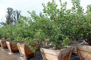 10 Seeds Arctostaphylos Manzanita Tree Seeds for Planting Common Manzanita whiteleaf Manzanita Bearberry Arctostaphylos Uva-Ursi Kinnikinnick Pinemat Manzanita Flower Seeds - Image #2