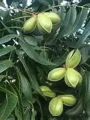 10 Seeds Pecan Tree Seeds for Planting Carya illinoinensis