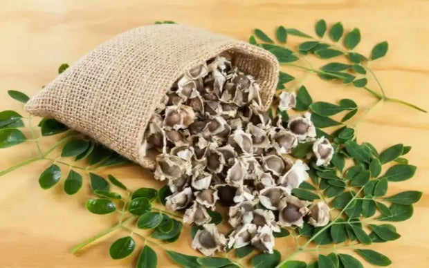 250 Seeds Moringa Oleifera Seeds for Planting Drumstick Seeds Non-GMO moringa plant seeds for Sprouting, Planting, Cooking Seeds large package ($4.5 shipping charge customer)